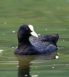 pic_common-coot.gif