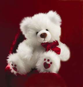 white-teddy-bear.jpg