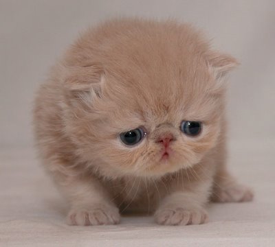 cute-sad-kitten.jpg