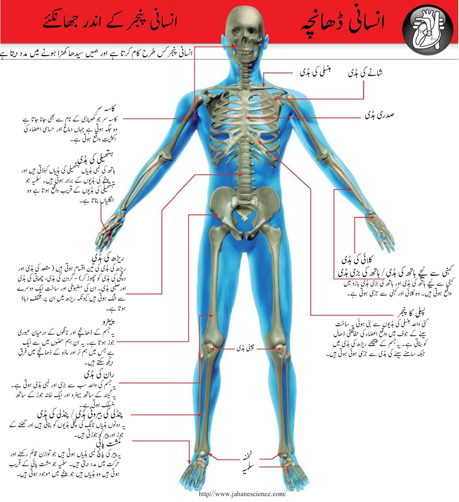 human%2BSkeleton.jpg