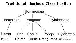 homino_tree_old.gif