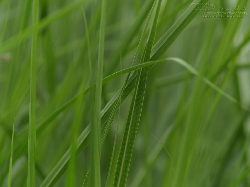 grass_2_by_amjad_miandad-d6htf8l.jpg