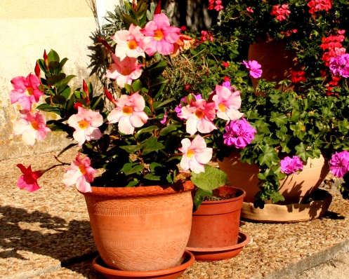 img_6970-flower-pots-and-sunshine-2.jpg