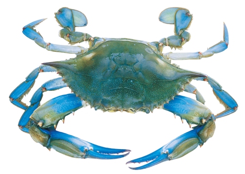 full-size_blue-crab.jpg