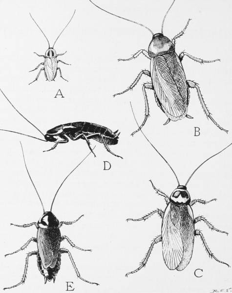 475px-Snodgrass_common_household_roaches.png