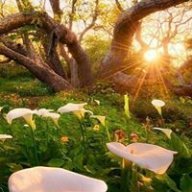 وقار نرتوپہ