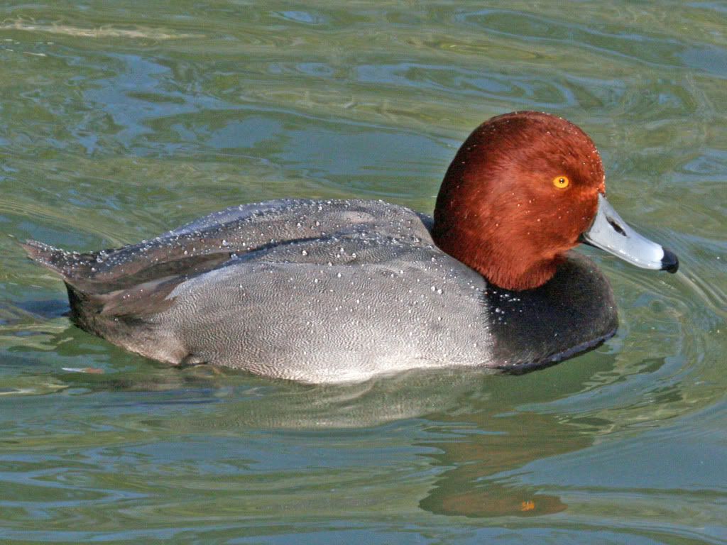 Common_Pochard_28Aythya_ferina29_RWD.jpg