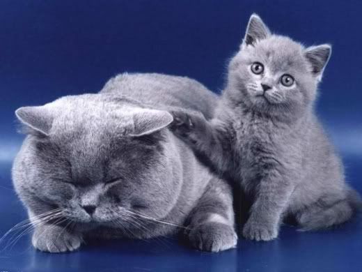 Animals_And_Their_Babies_3.jpg