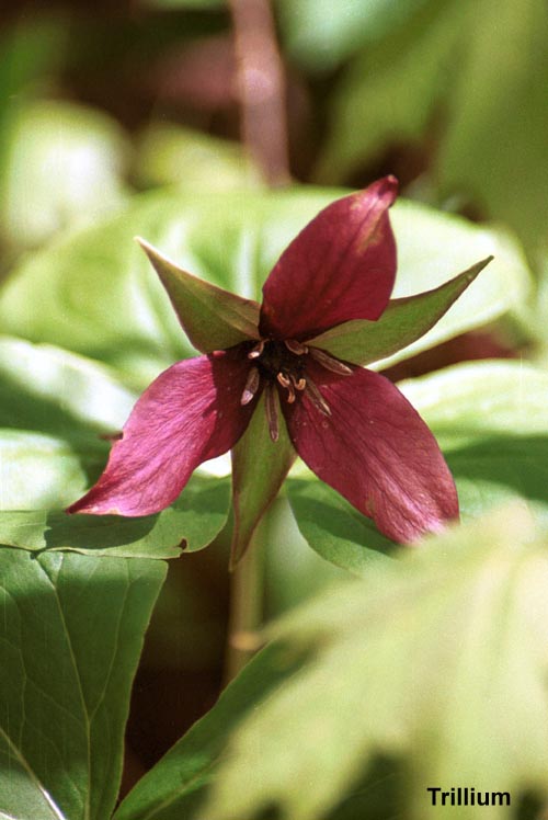 purpletrilliumw.jpg