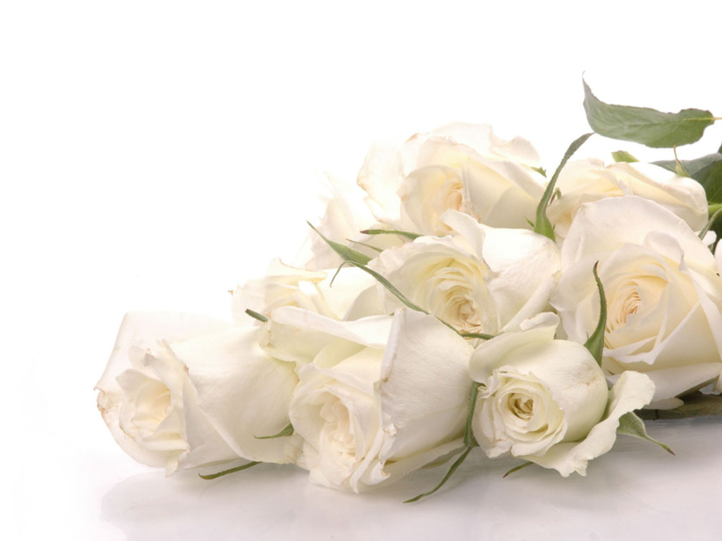 White-Rose-white-34727333-1024-768.jpg