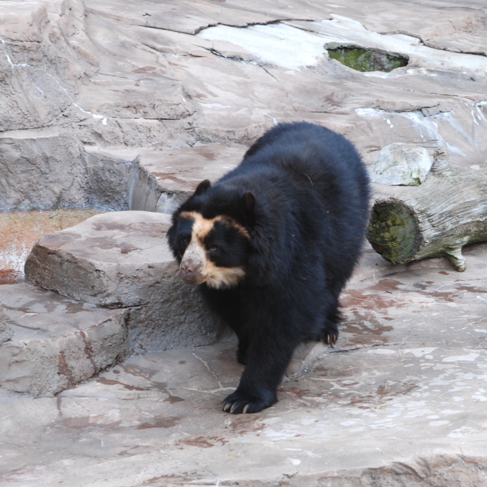 Spectacled_Bear_Tennoji_2.jpg