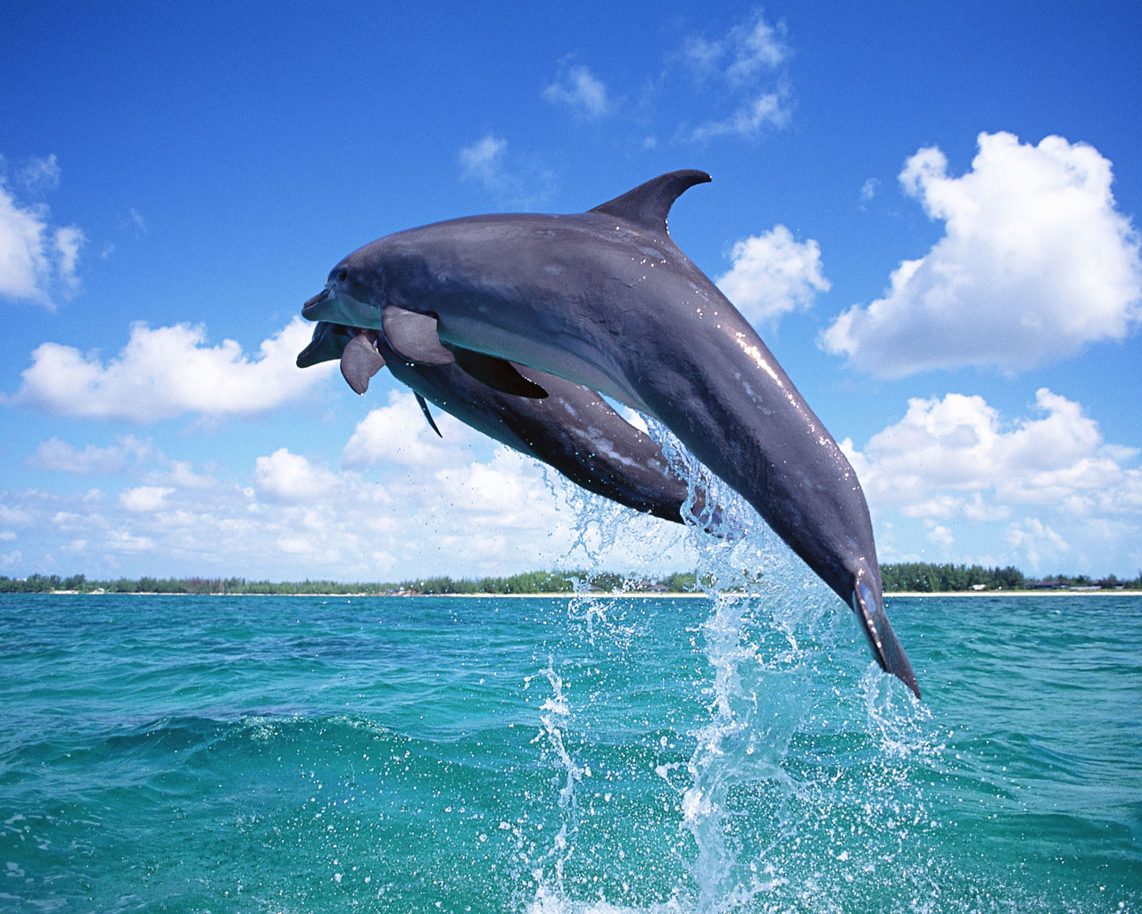 Dolphin-05.jpg