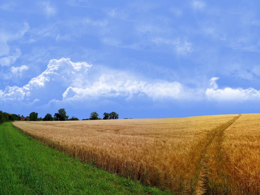 Nature_summer_Wallpaper6.jpg