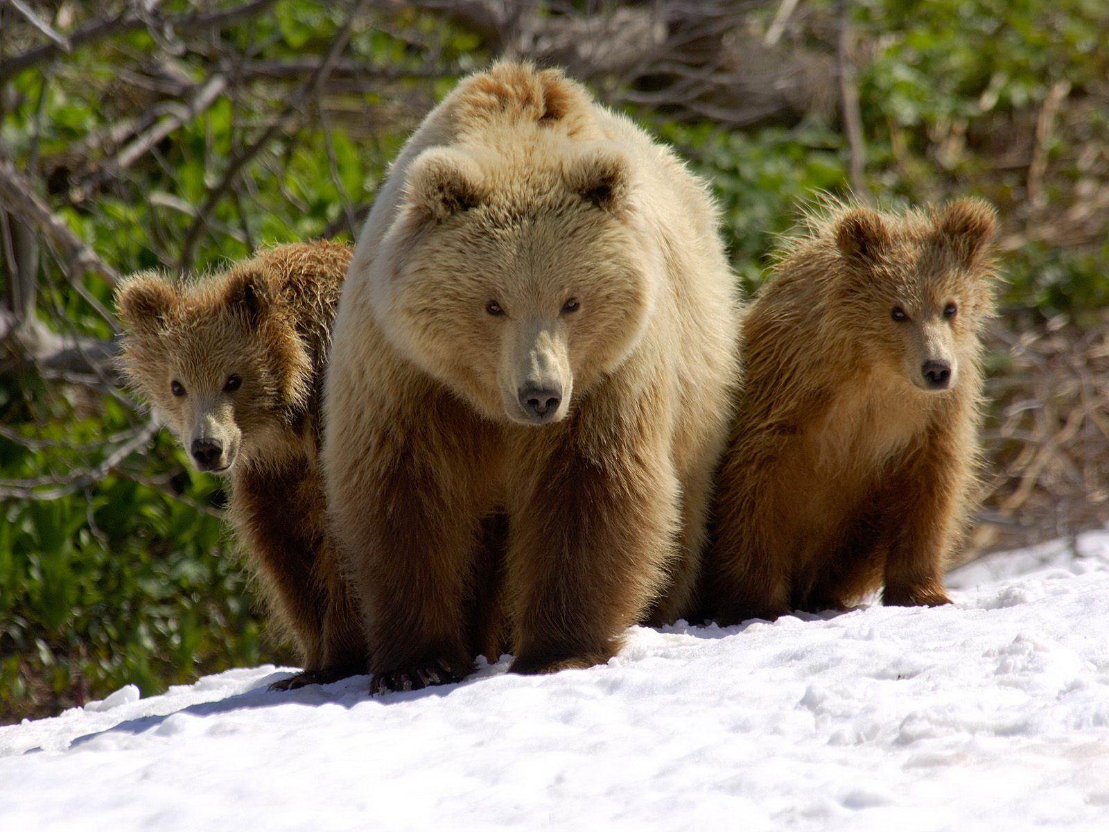 Brown-Bear-03.jpg