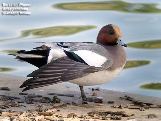 550px-Eurasian_Wigeon.jpg