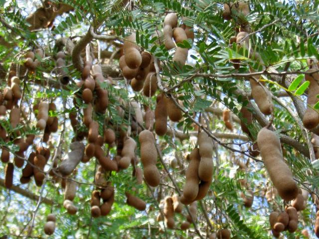 tamarind+tree+picture.JPG