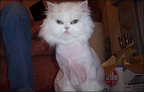 shaved_cat_2005_gallery_02_470x300.jpg