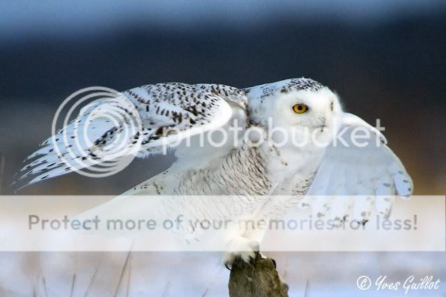 BeautifulSnowOwl1.jpg