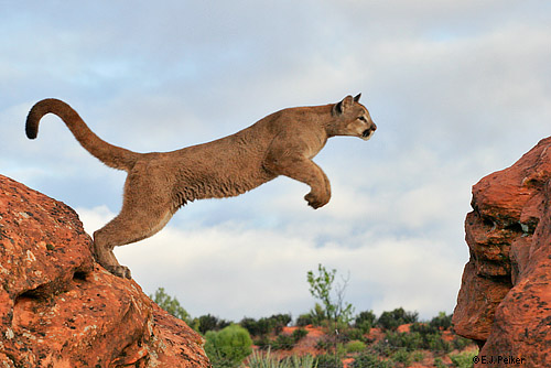 Cougar-06.jpg