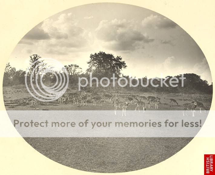 Picture31.jpg