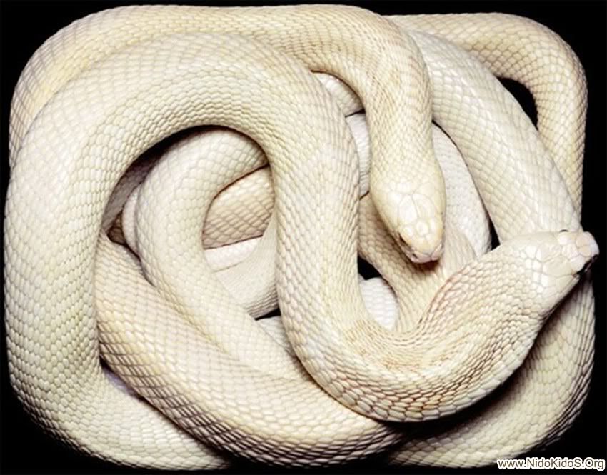 white-cobra.jpg