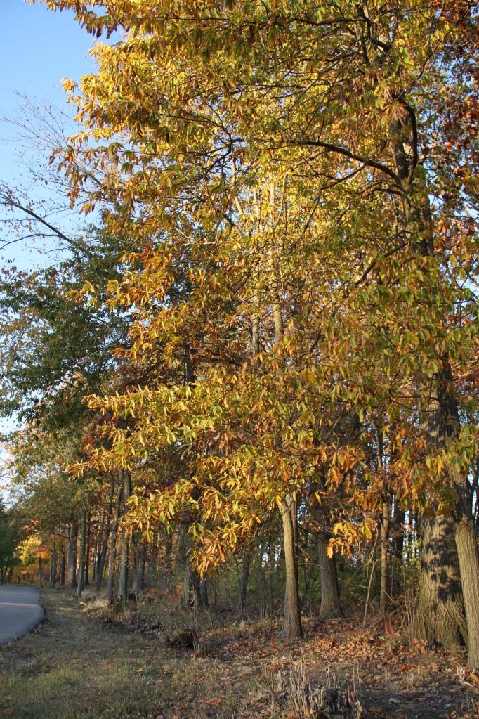 Autumn.jpg