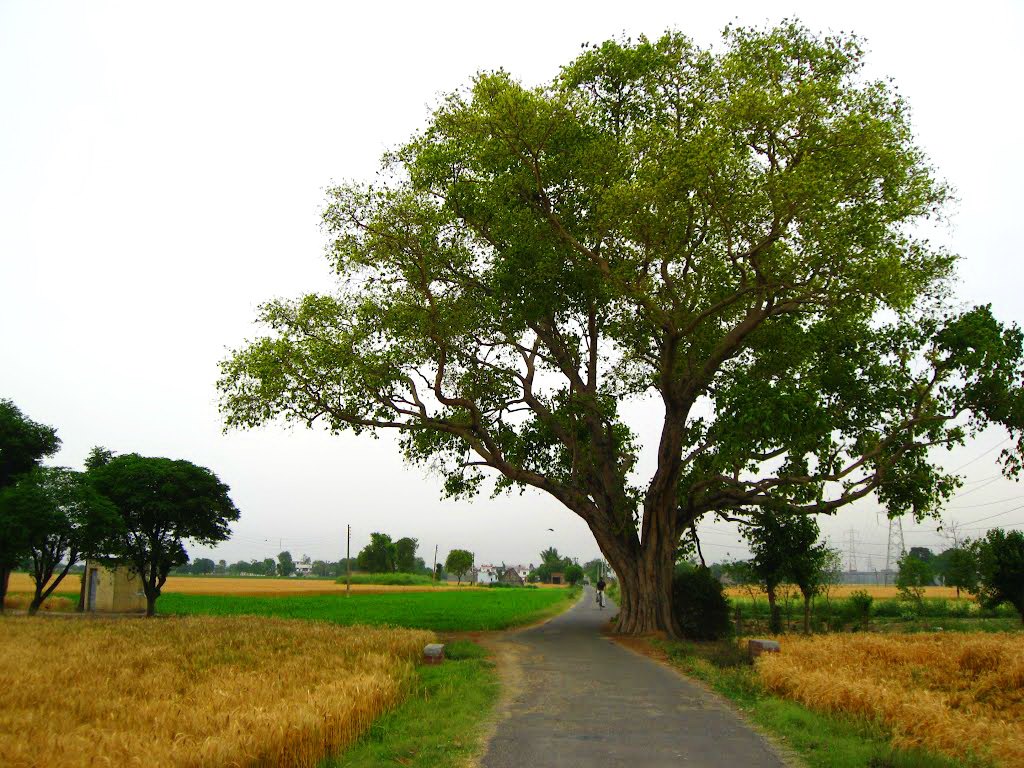 villages-of-punjab-pakistan-17.jpg