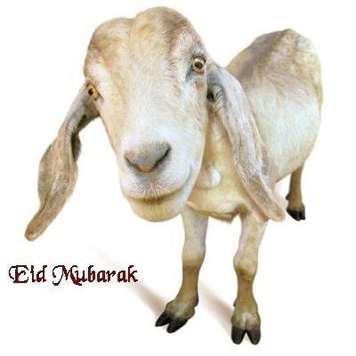 Bakra-Eid-Mubarak-2012-HD-Wallpapers-1.jpg