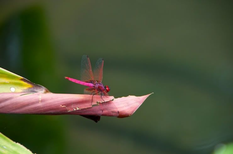 pinkby402.jpg