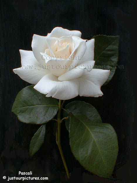 white%20rose.jpg