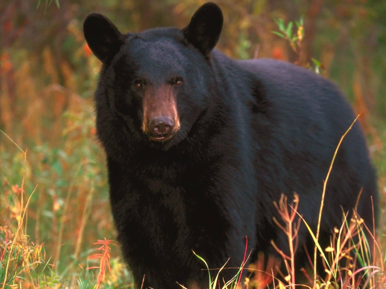 Black-Bear+01.jpg