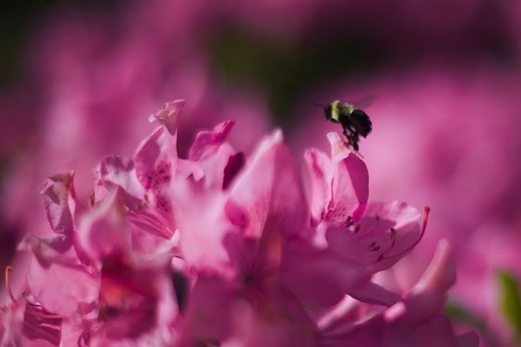 Pinkby293.jpg