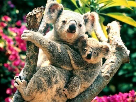 Animals_And_Their_Babies_9.jpg