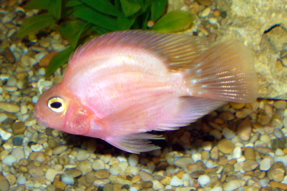 Red_parrot_fish_2008_G1.jpg