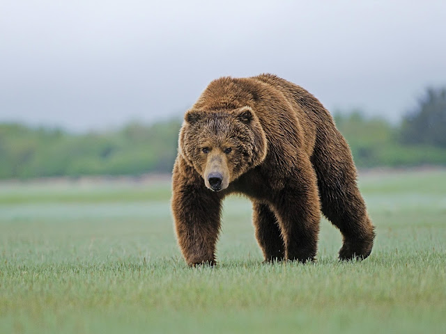Brown-Bear-04.jpg