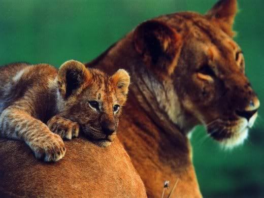 Animals_And_Their_Babies_1.jpg