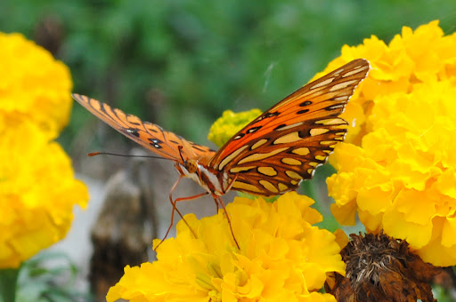 LotsOfButterfliesAndBees.jpg