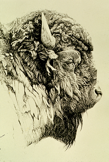 BuffaloHeadstudy.jpg