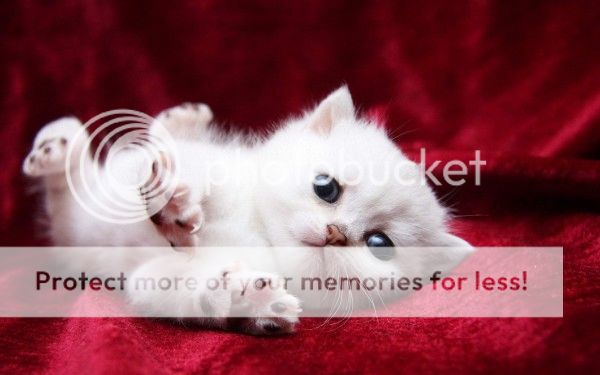 Cute-White-Kitten-600x375_zpse0abda08.jpg