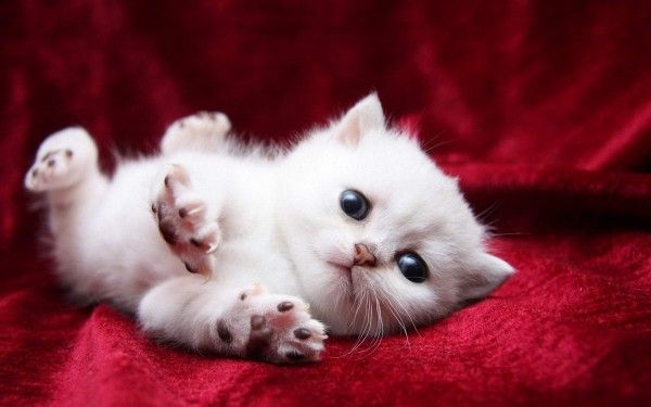 Cute-White-Kitten-600x375_zpse0abda08.jpg