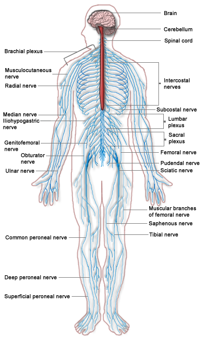 Nervous_system_diagram.png