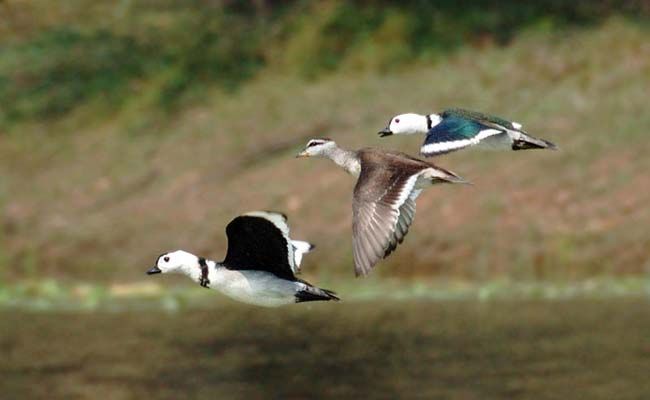 Cotton-Pygmy-goose.jpg