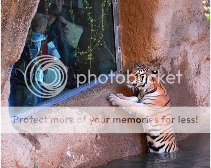 animal.jpg