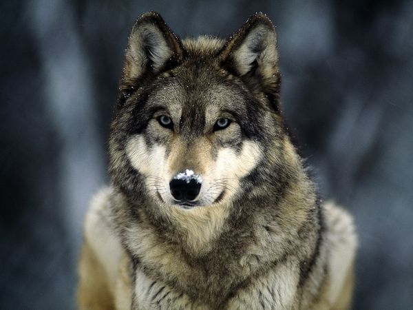 Grey+Wolf.jpg