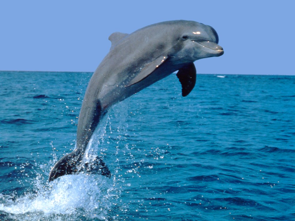Dolphin-01.jpg