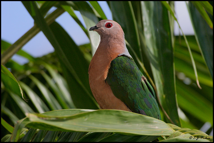 FL_EmeraldDove02.jpg