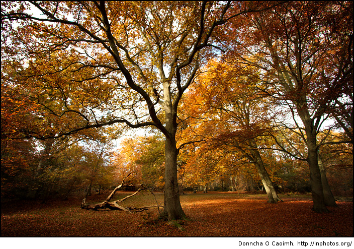 Autumn-Trees.jpg