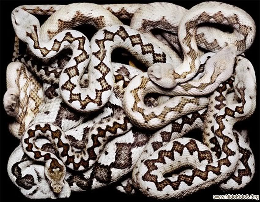 white-and-black-snake.jpg
