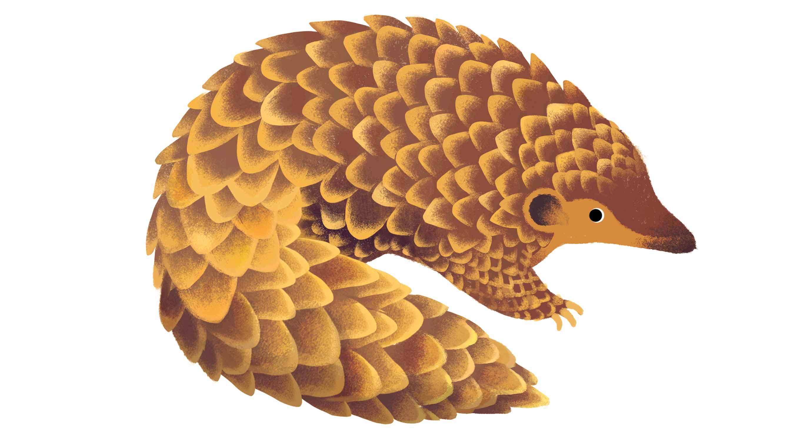 pangolin.jpg