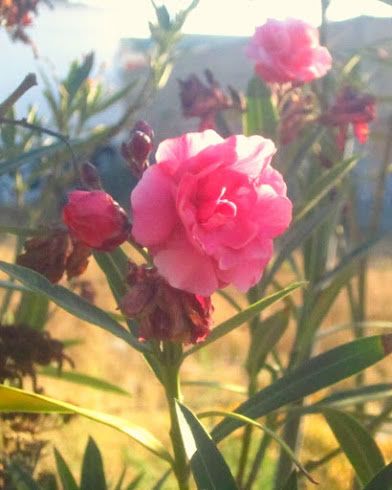 Pinkby172.jpg